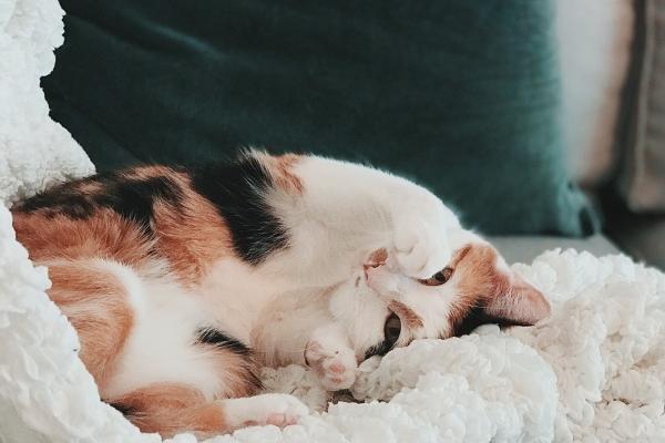 女属猪的和什么属相最配 最佳婚配属相是谁