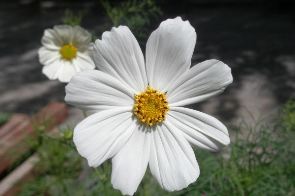 男猴女马属相合不合 属马和属猴的相冲吗