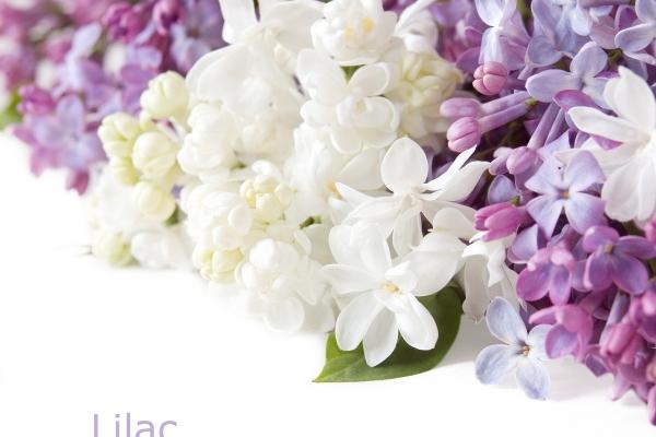 属兔亥时出生的女孩命运 一生运势都不错