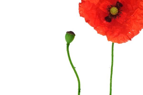 天生富婆命三大生肖女 注定不会过苦日子