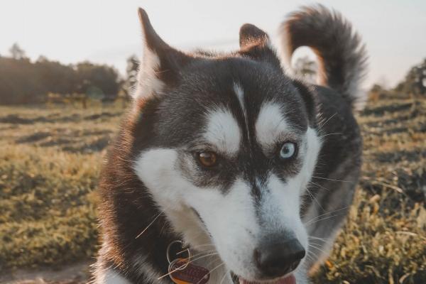1939年属什么生肖多大 84岁今年会怎么样