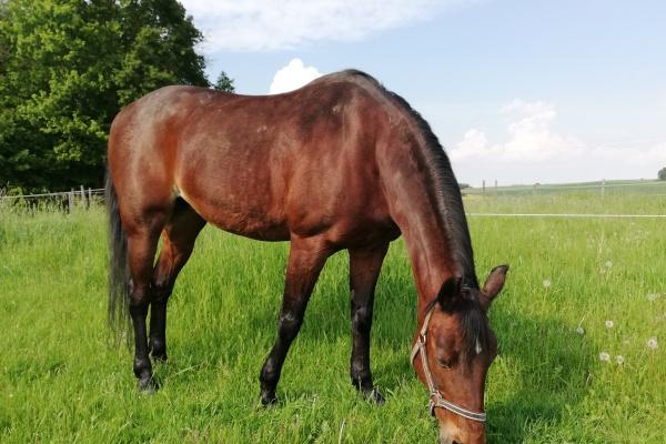 属兔男和属龙女相合吗,二人适合结婚吗