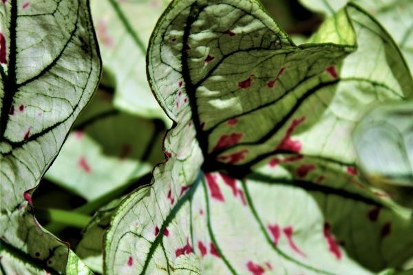 本命年生小孩有什么忌讳吗,本命年生同属相孩子好吗