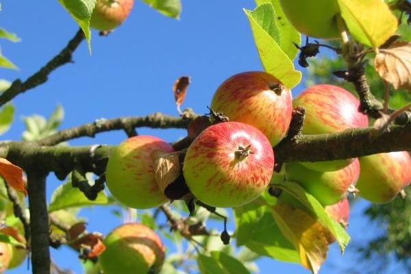 属鼠和马的婚姻结局 相互支持互相包容