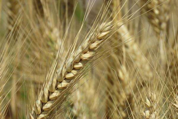 属兔人2023年下半年运势咋样,下半年会发生什么