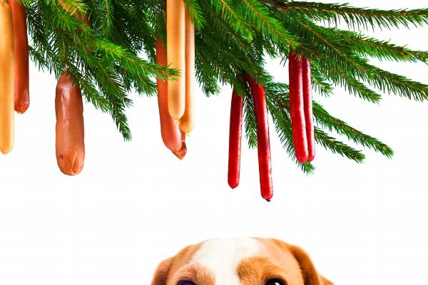 属马的和属鼠的在一起会怎样 感情契合事业匹配