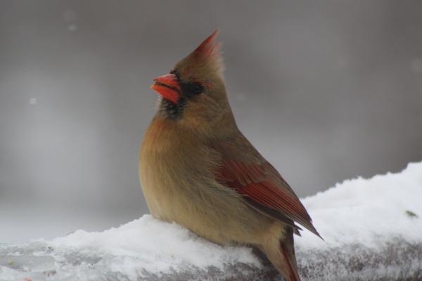 女鼠农历几月出生带财,几月出生的属鼠女命最好