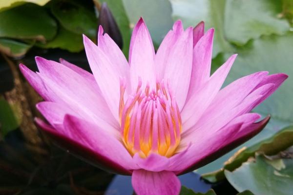 羊和兔的属相适合做夫妻吗 性格相似合拍配对