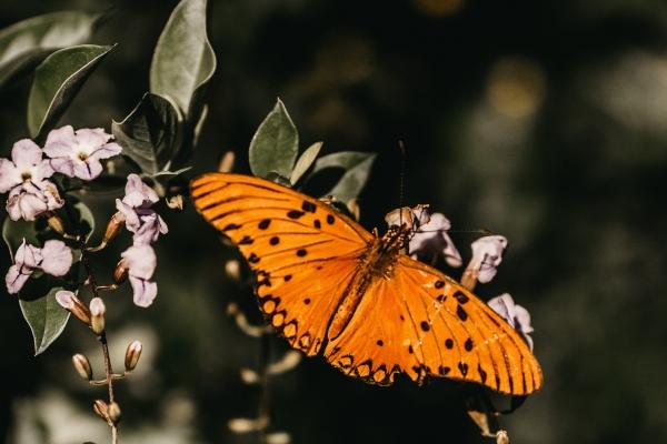 2023年成功男人最欣赏的生肖女 活泼开朗 内心强大