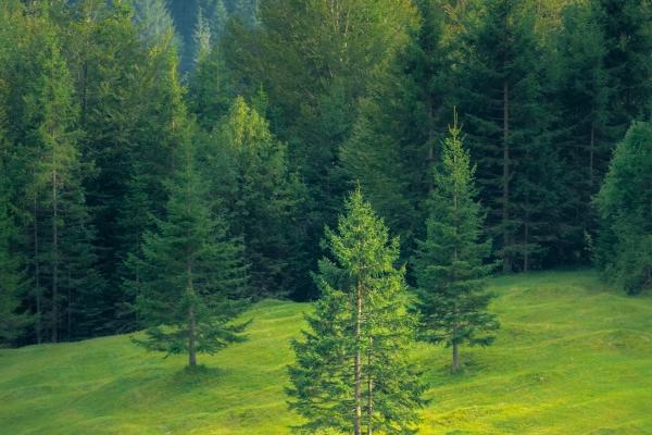 爸爸属鸡孩子属兔怎么化解,父子相冲什么方法化解最好