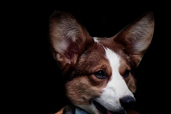 属鼠的终身吉祥物 一辈子适合戴什么