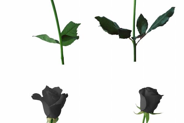 兔人2023年运势 兔本命年今年运程怎么样