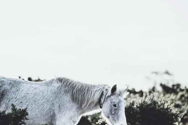 2023年属虎什么颜色招财,2023生肖虎转运颜色