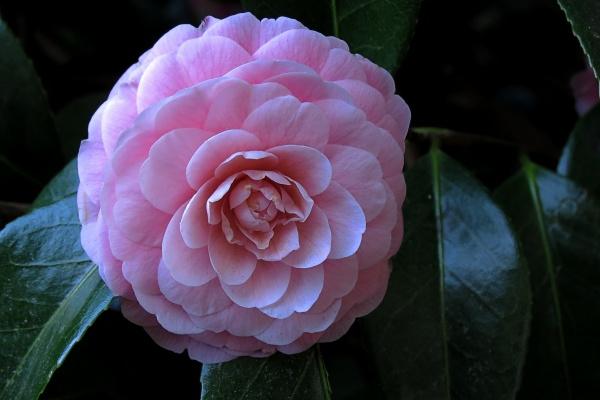 1963年属兔人永久吉利的数字,属兔的幸运数字是什么