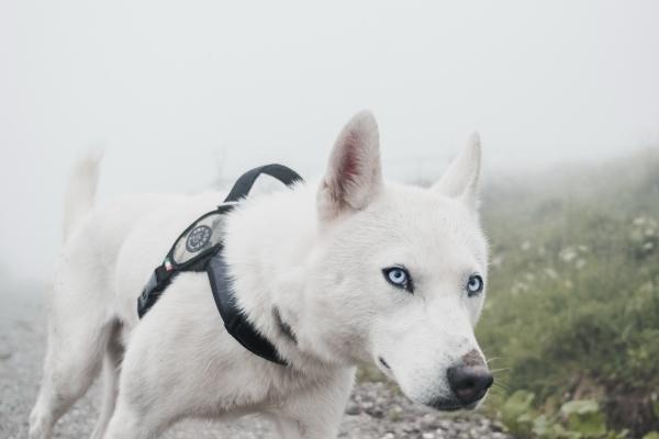 2023年9月正桃花最好的生肖  你上榜了吗？
