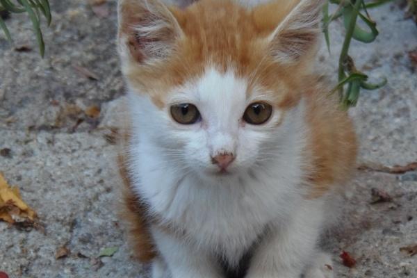 赚钱高手的生肖女 天赋好有魄力超能赚