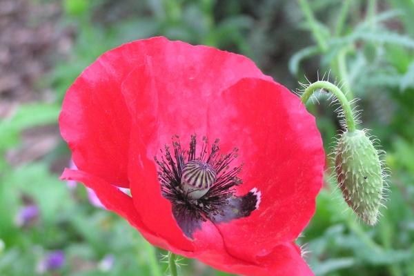 十二生肖哪几个配对是冤家不聚头 注定在一起