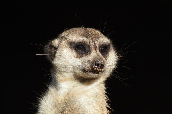 虎的生肖和哪个生肖最配 最配属相是谁