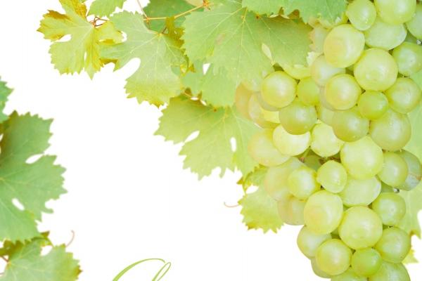 总遇到富豪的生肖女 感情生活幸福无忧