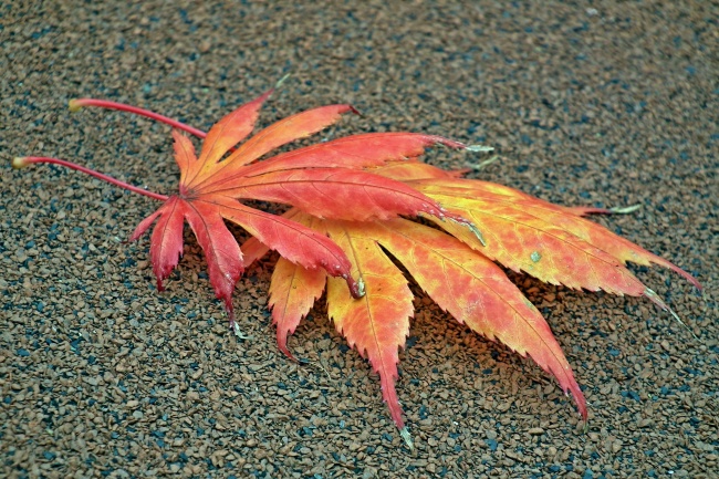 属兔与属羊相结合怎么样 属于上等婚配