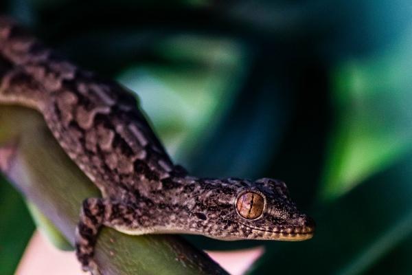 56年属猴2023有一劫财富波折，如何化解