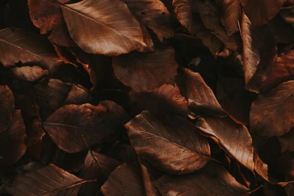 属牛今年做生意财运好不好2023,属牛适合什么生意