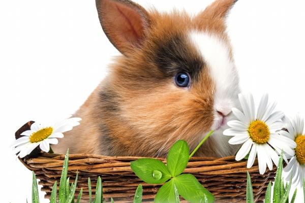 男马女猴婚配是否旺夫 男马女猴婚姻是否相克