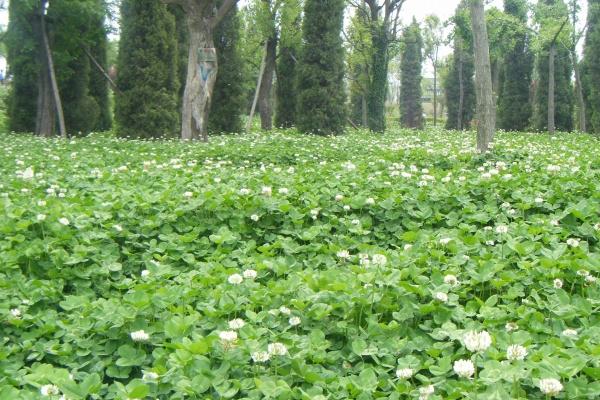 2024年大喜产生,财富最旺的三大生肖,进账最多