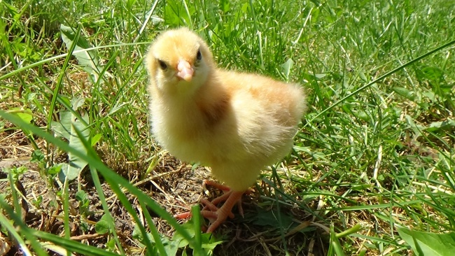 为什么今年属马病多,属马的今年如何提升健康运势