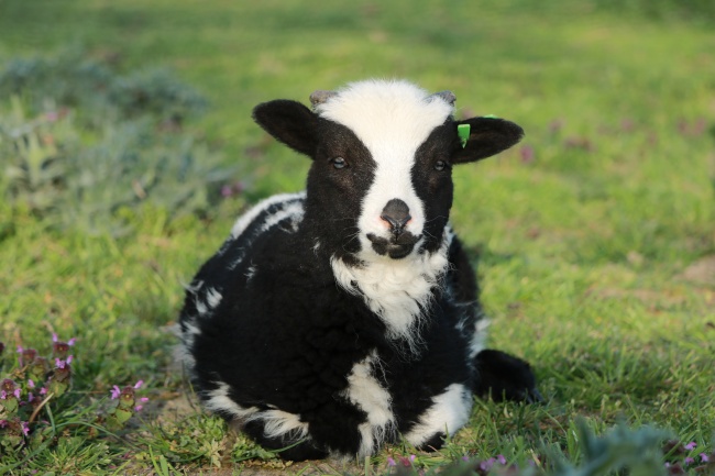 82年属狗女做什么生意最旺,适合属狗女的行业
