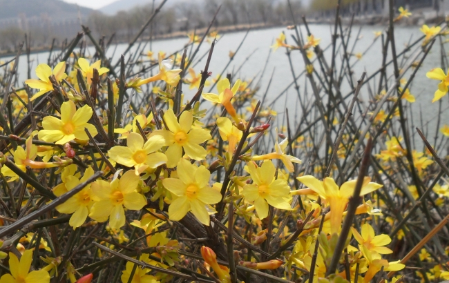 后代最有出息的生肖女 重视家庭教育以身作则