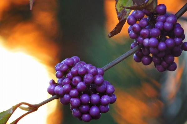 68年猴女55岁以后婚姻如何,68年属猴女晚年婚姻命运