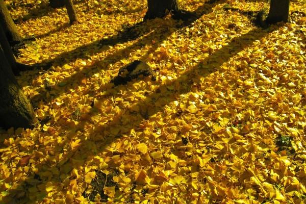 2000属龙女和1996属鼠男相配吗,二人适合在一起吗