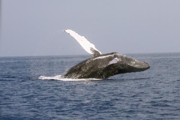 郑博士 十二生肖周运详解3.27-4.2