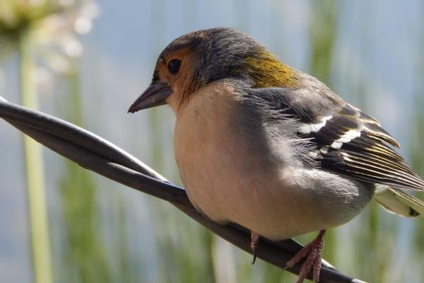 牛和虎婚配犯四大忌 金钱家庭生活方式信任问题