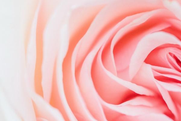 2023年考试第1名的生肖 学业运势旺盛