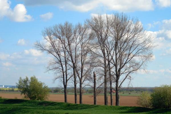 本命年财运不好怎么化解 为什么会这样?