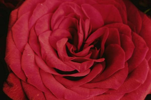 属狗的和属鼠的婚姻怎么样 互相相生生肖配对