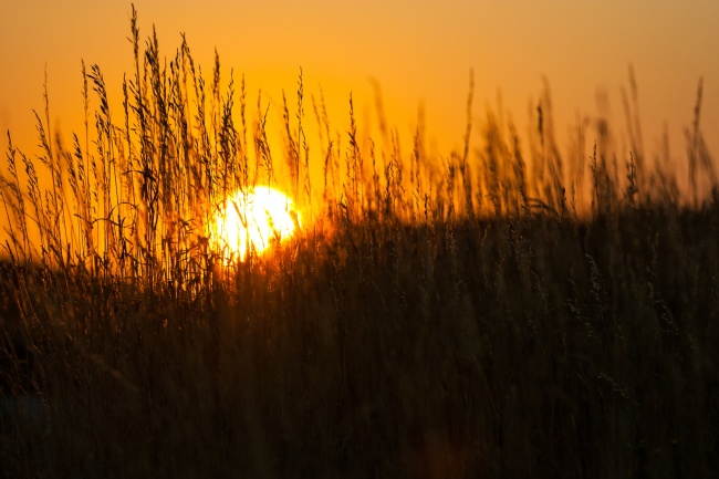 鼠女与什么属相最配对 最佳选择属牛男