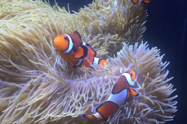 第一运程 2023年6月19日十二生肖运势解析