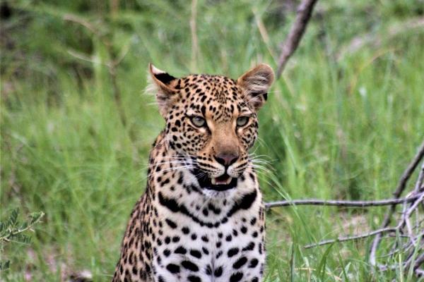 婚后少奶奶命的生肖女 最容易当富婆的四个属相