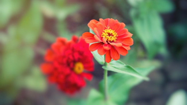 天生带桃花的四个生肖 命中注定桃花运爆棚