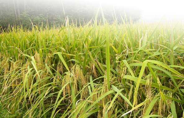生肖羊女最怕出生几月，哪个月份出生的属羊女命不好