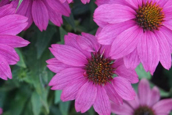 2023年99年属兔人考试运怎么样，99年兔2023年学习注意事项