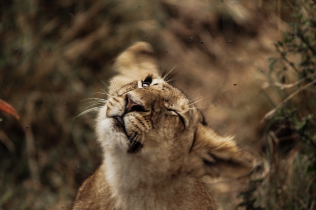 男属羊和女属马的结婚命运如何 不是最佳的组合