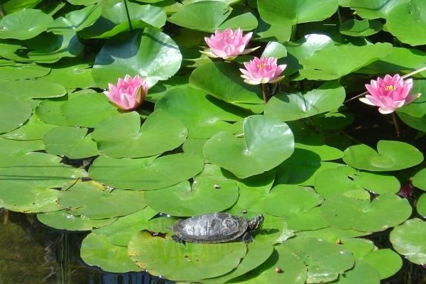 老虎和老鼠合不合兄弟姐妹 虎鼠关系好不好