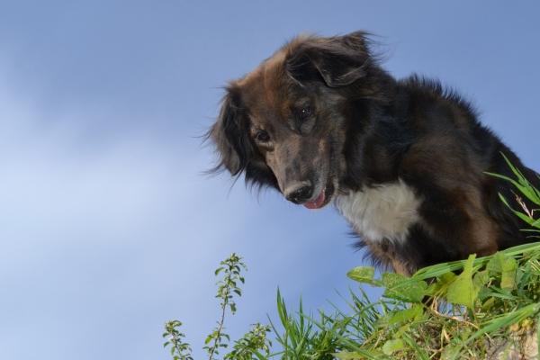 1995属猪的命运怎么每年都那么不好,什么时候转运