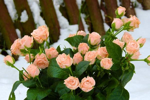 2023年生肖运势排行榜大全 生肖综合运势分析