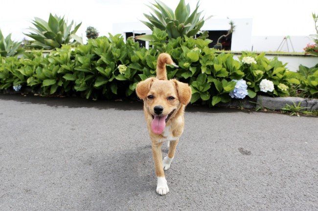 2023年属牛戴什么转运招财,适合属牛的吉祥物