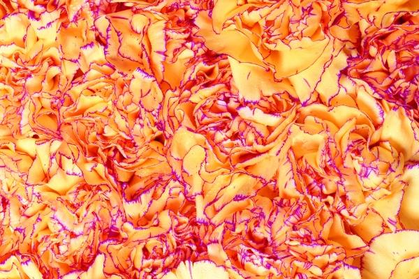 1980属猴的最旺的手机号 吉利的数字